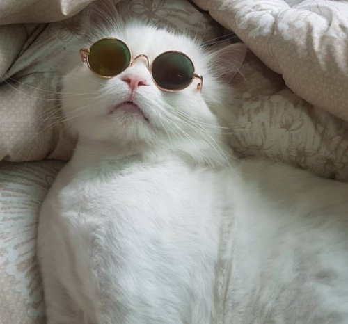 esyroclothes:  GET HERE THE NEW FASHION GLASSES FOR SMALL PETSONLY $5 USD WITH WORLDWIDE