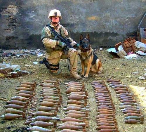 Porn semperannoying:  Military Working Dogs (MWD) photos