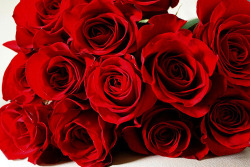 hazeleyes2012:  Red roses