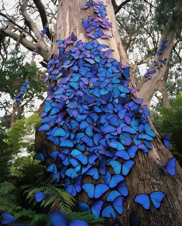 Butterfly Migrationphoto @Kelvinhudson