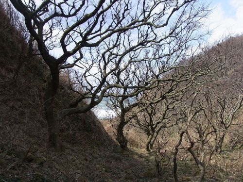 Winter shapes of Celtis sinensis in a valley facing the windy, harsh coast.  エノキの海岸林