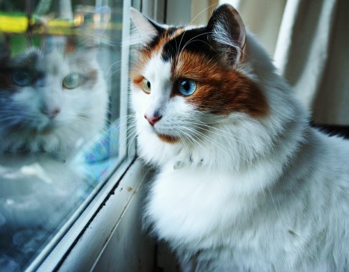 This is Sherry, my little Turkish Van :) (Submitted by enchanted-fairy-tale)