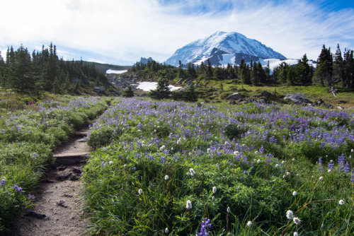 Mt Rainier wildflowers by tweetsandchirps