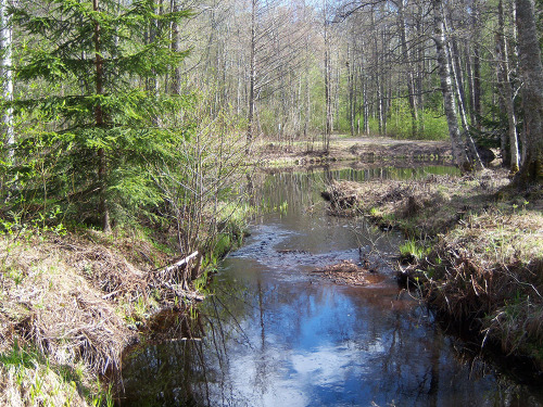 I spent a couple of hours in the woods today. So nice that spring is finally here again! The Mayday 