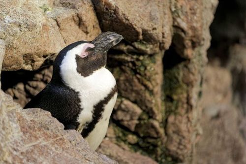 #SundaySnooze: African Penguin edition Penguins have unusual sleeping patterns. Instead of sleeping 