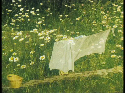 filmerditelle:Bouquet 25, Rose Lowder, 2002. 