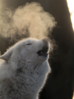 Anan-Ke:hudson Bay Wolf By J.a.kok 