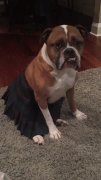 sizvideos:  Dog sitter had fun dressing Wilson the Bulldog - Full video 
