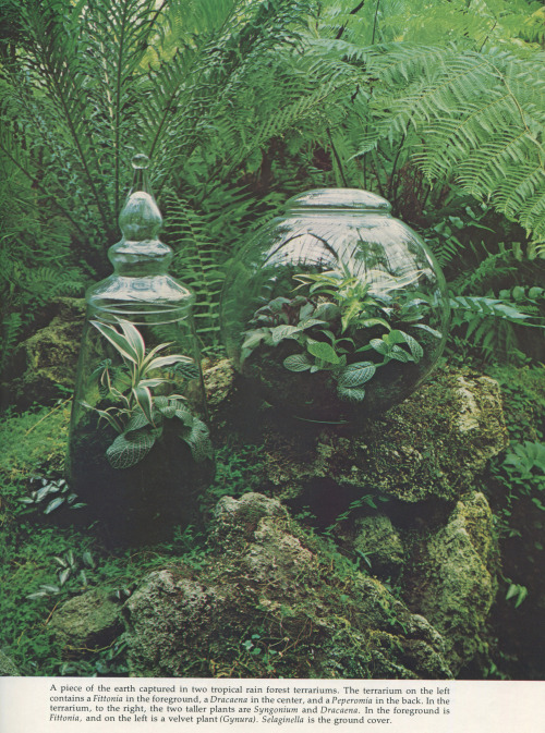 The World of Terrariums, Charles L. Wilson, 1975