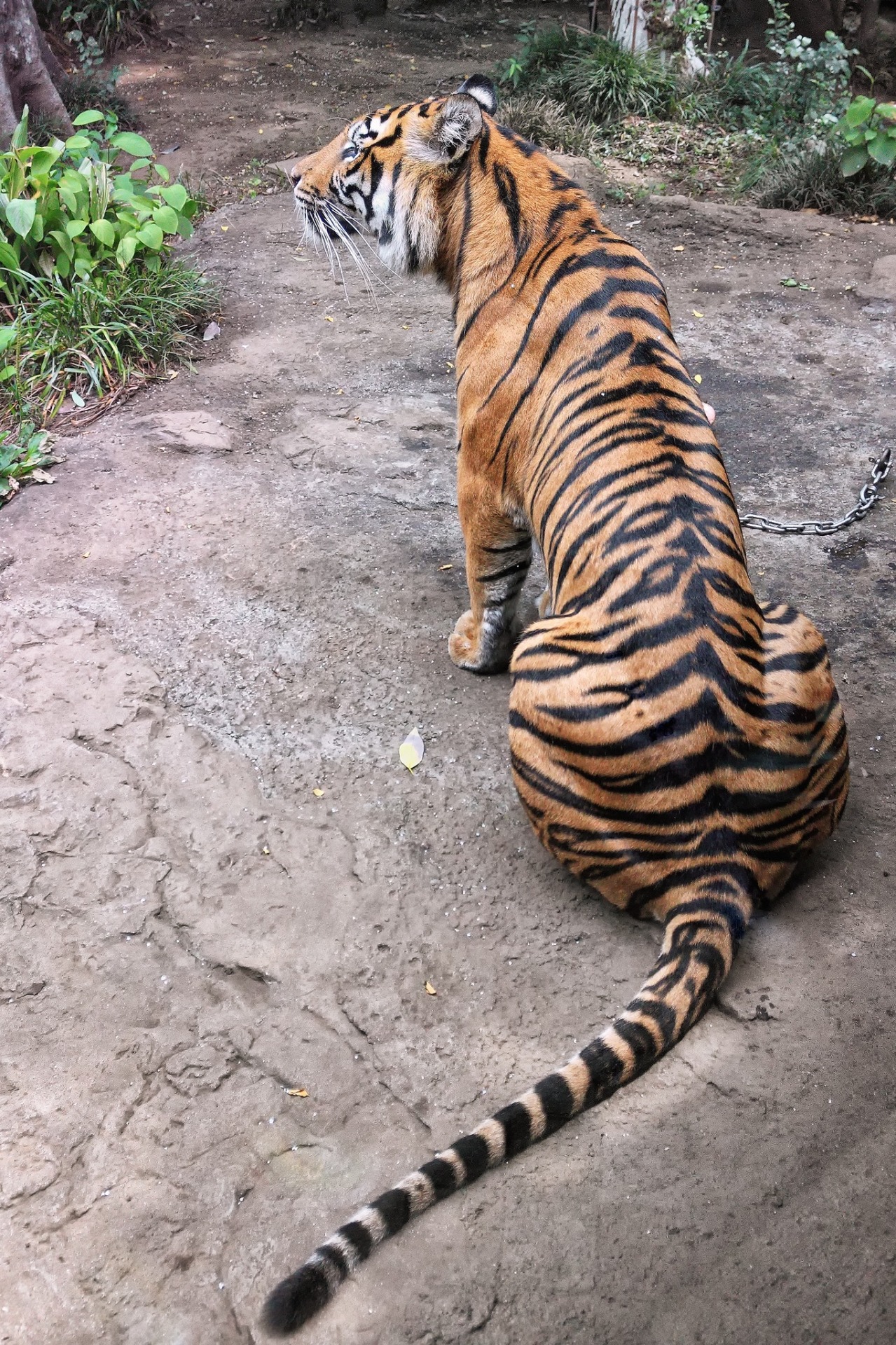 LadyTigress