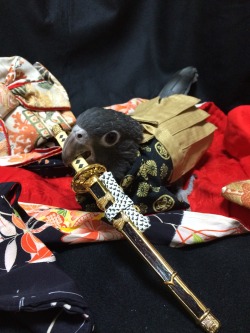 disgustinganimals:porphyriasuicide:rinkaku-ism:kurovoid   This makes me way to happy.  yes.  bushido is more than just a way to internal peace.  it is also the way to happy.