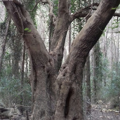 arabskaya-devushka:Moodboard: wild nature - my monthly dose of nature seriesWestern north of Tunisia