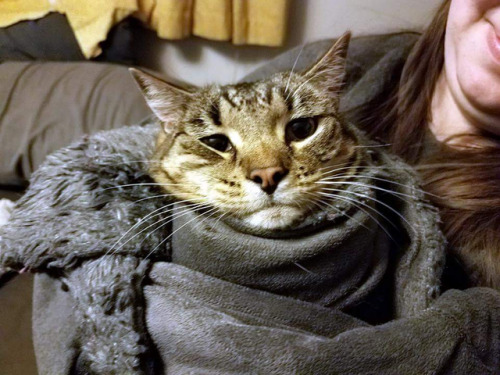 meowmers the kitty purrito (submitted by @vulpinewolfgirllove)