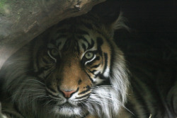 llbwwb:  Amur Tiger (by CMGW Photography) 