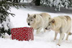 wolveswolves:  Male Tundra wolves (Canis lupus albus) Dancing Turtle and Nakoa during the Winter with the Wolves festival at the Wolf Mountain Nature Center.  They got everything a wolf could wish for in a box: lots of meat! Picture by Houndofthenight