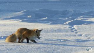 creatures-alive:  Fox Dives Headfirst Into Snow | North America by Discovery
