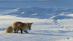 creatures-alive:  Fox Dives Headfirst Into