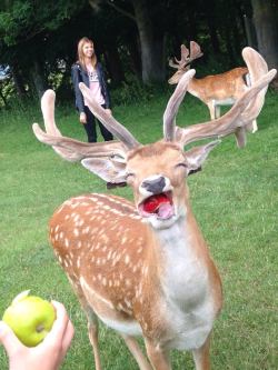 awwww-cute:  Who knew apples could make deer’s so happy (Source: http://ift.tt/1RW3wU7)