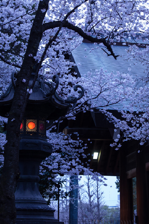 bluepueblo:  Cherry Blossoms, Tokyo, Japan photo via hiroshi 