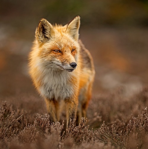 Porn Pics beautiful-wildlife:  Red Fox by Hisham