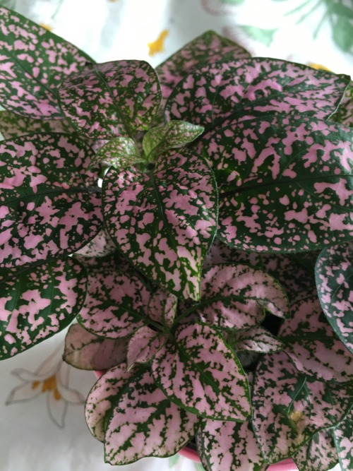 peachygoghh: polka dot plant !! i honestly cant stop buying plants it’s becoming a problem !