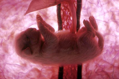 escapekit:  In The Womb  These amazing photos of baby animals in the womb were captured by scientists using a combination of high-tech ultrasound scans, tiny cameras and computer graphics, and were featured on National Geographic’s ‘In The Womb’ series. 