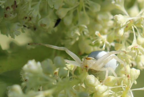 A flower crab spider/blomkrabbspindel (Misumena vatia). These spiders may be yellow or white, depend