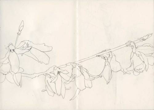 berndwuersching:Glauce CerveiraSketchbook A5-06, 02: Flowering branchLine drawing, pencil