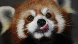 daily-blep:  Do red panda bleps count?