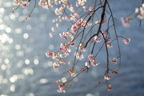 ~~春の花~~