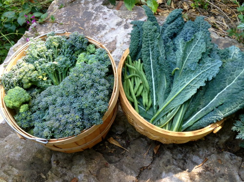 ediblegardensla:Summer harvest