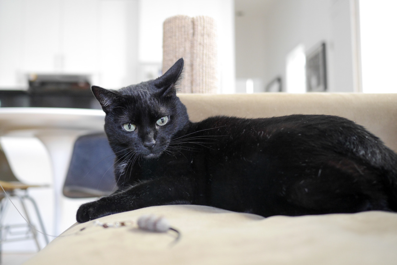 “I won’t chase this toy every time because I don’t want to set some sort of expectation. I don’t need everyone here thinking I’m going to save the day if a real mouse makes it inside.”
- Ella, Astoria