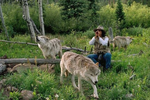 nubbsgalore:  jim and jamie dutcher, determined to show “the hidden life of wolves”, lived for six years with a pack of wolves in the idaho wilderness of yellowstone. a constant but unobtrusive presence, the dutchers earned the unshakable trust of