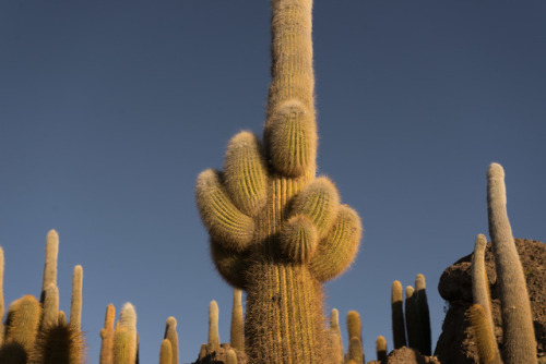  Cardón de la pana, Trichocereus pasacana, en la isla Incahuasi. Uyuni, Bolivia. Junio 2019.instag