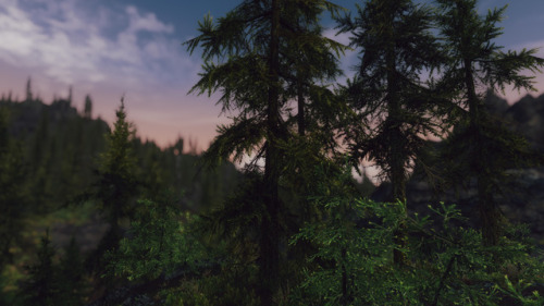 single-strand: Falkreath Forest