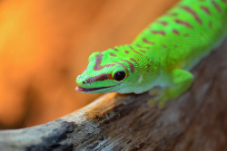 npr:  thebeakerblog:  This talkative type of lizard won’t blink, but, sometimes, will change its color or shed its tail. Found in warm climates worldwide, this colorful critter has been made famous in the U.S. by a certain car insurance company. 