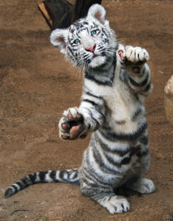 brutalgeneration:  cango white tiger copy (by Chester’s Mate) 