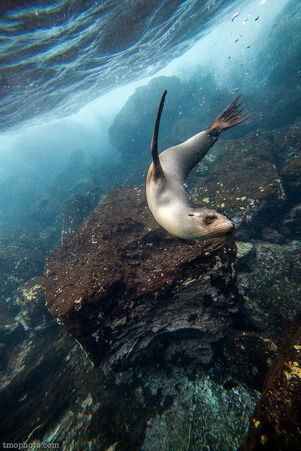 Galapagos Sea Lions by tmo-photo on Flickr.