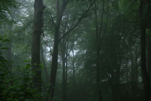 90377:  A foggy day at the local forest by porn pictures