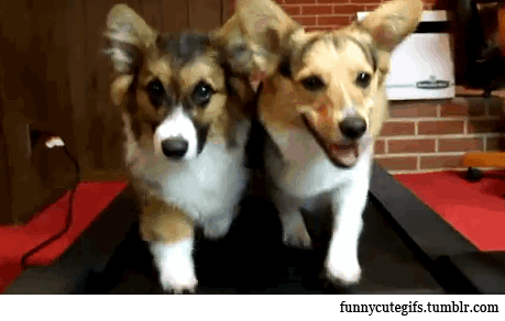 huffingtonpost:  28 Dogs Who Are Winning At Life 