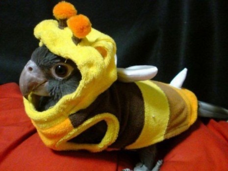 horrorandhalloween:Pet Halloween costumes: Birds