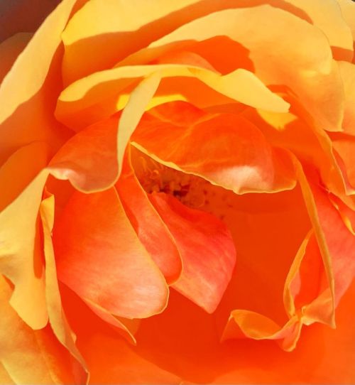 Anaranjado. Orange. 🟧 #rose #orange #anaranjado porn pictures