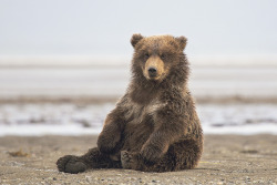 redwingjohnny:  Coastal brown bear cub by