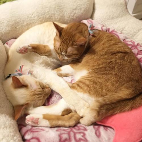 fu-fu-fu:ひさびさ絡まって寝てる#cat #cats #猫 #白猫 #茶白 #多頭飼い #fuandkey