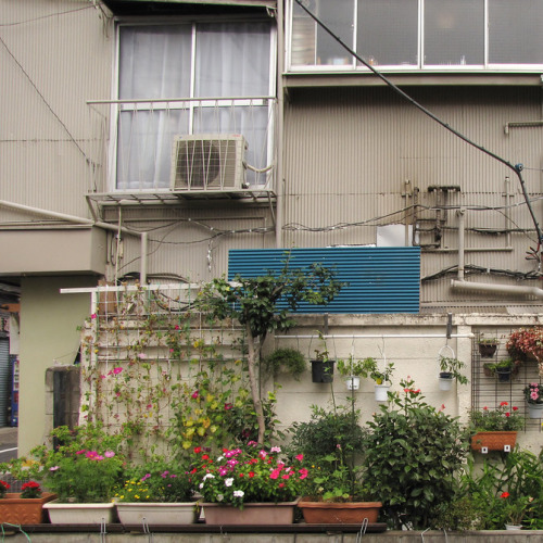 uroko:urban plants 