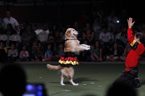 buzzfeed:Is there anything more enchanting than Carrie, the Flamenco dancing dog? I don’t think so. 
