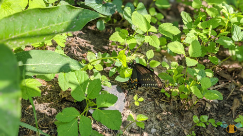 Eastern Black Swallowtail - Papilio polyxenesThe days are getting warmer and sunnier in Toronto whic