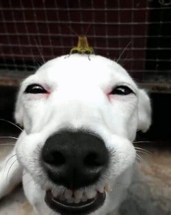 awwww-cute:  “I have a little friend on my head!” (Source: http://ift.tt/2dNZmC7)