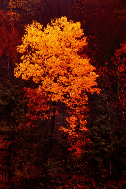 Dailyautumn:  Autumn Tree With Late Morning Mist By *Augenstudios 