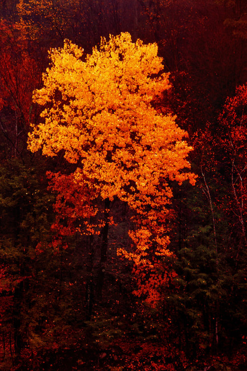 dailyautumn:  Autumn Tree with Late Morning adult photos
